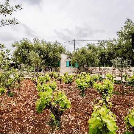 Tsantri Olive Grove 度假居