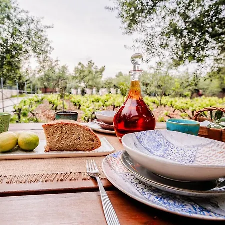 Tsantri Olive Grove