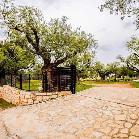 Tsantri Olive Grove Drakas
